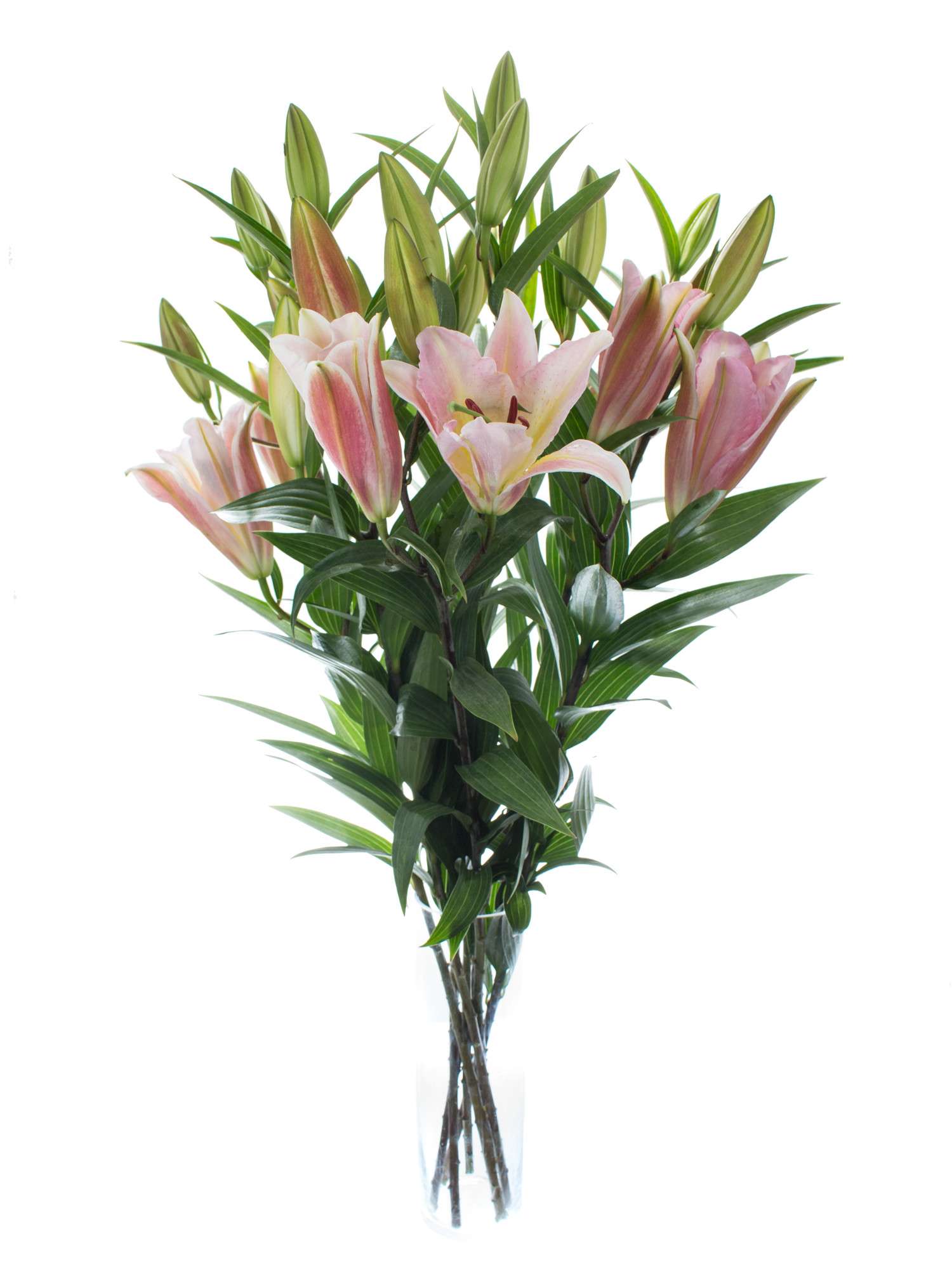 blumigo-lilien-pink-mistery-rosa-schnittblume-stiel image 2