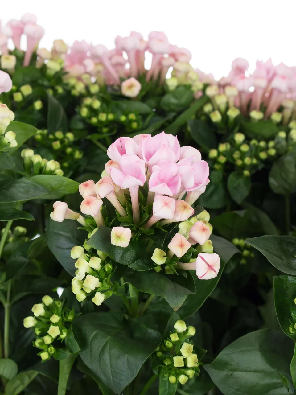 blumigo-bouvardien-xxl-sweet-roza-schnittblume-rosa image 1