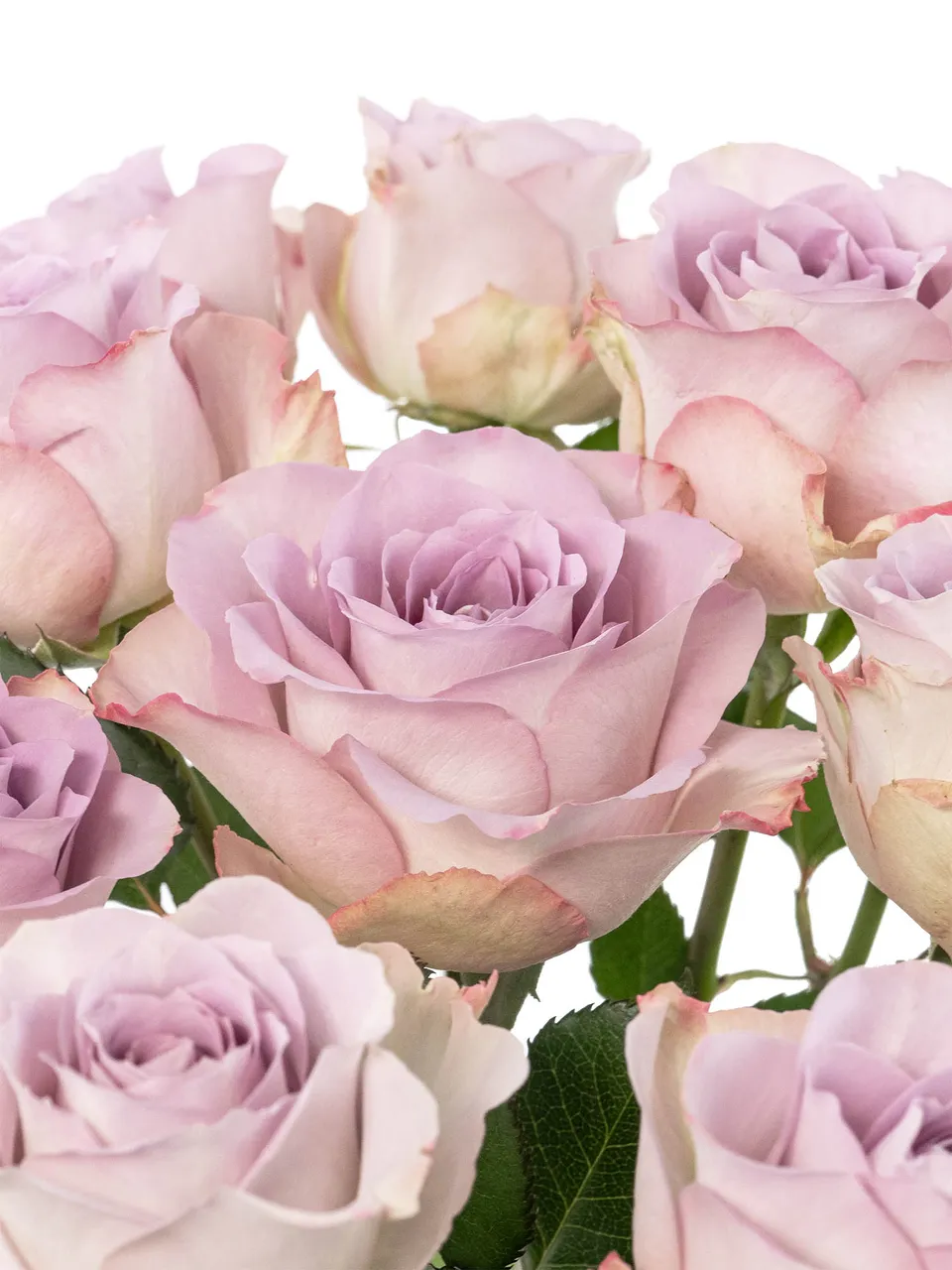 blumigo-rosen-memory-lane-rose-lila-flieder-dezent-duftend image 1