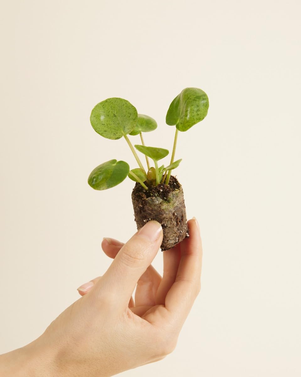 plnts-babyplnts-pilea-peperomioides-mojito-zimmerpflanze-15cm image 2