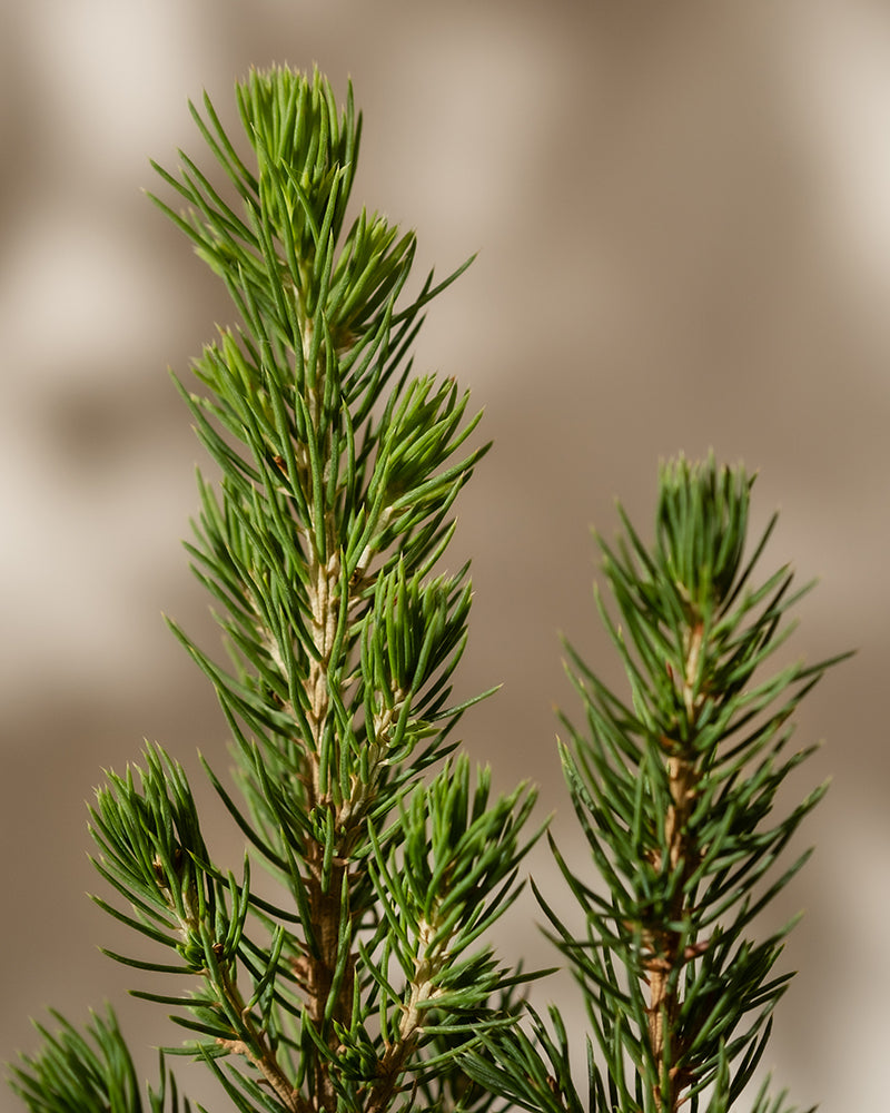 feey-amsterdam-tannenbaum-aussenpflanze-ohne-topf-winterhart image 7