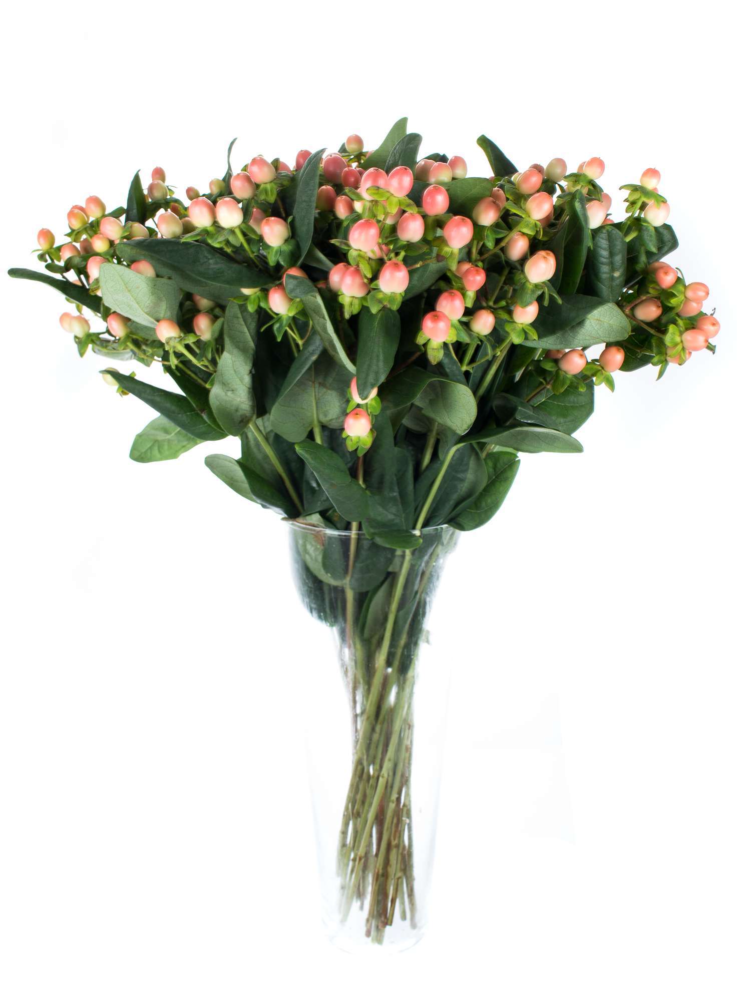 blumigo-greenery-hypericum-coco-yoko-schnittgr-n-apricote image 2