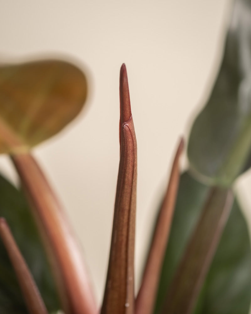 feey-variado-philodendron-imperial-red-zimmerpflanze image 7