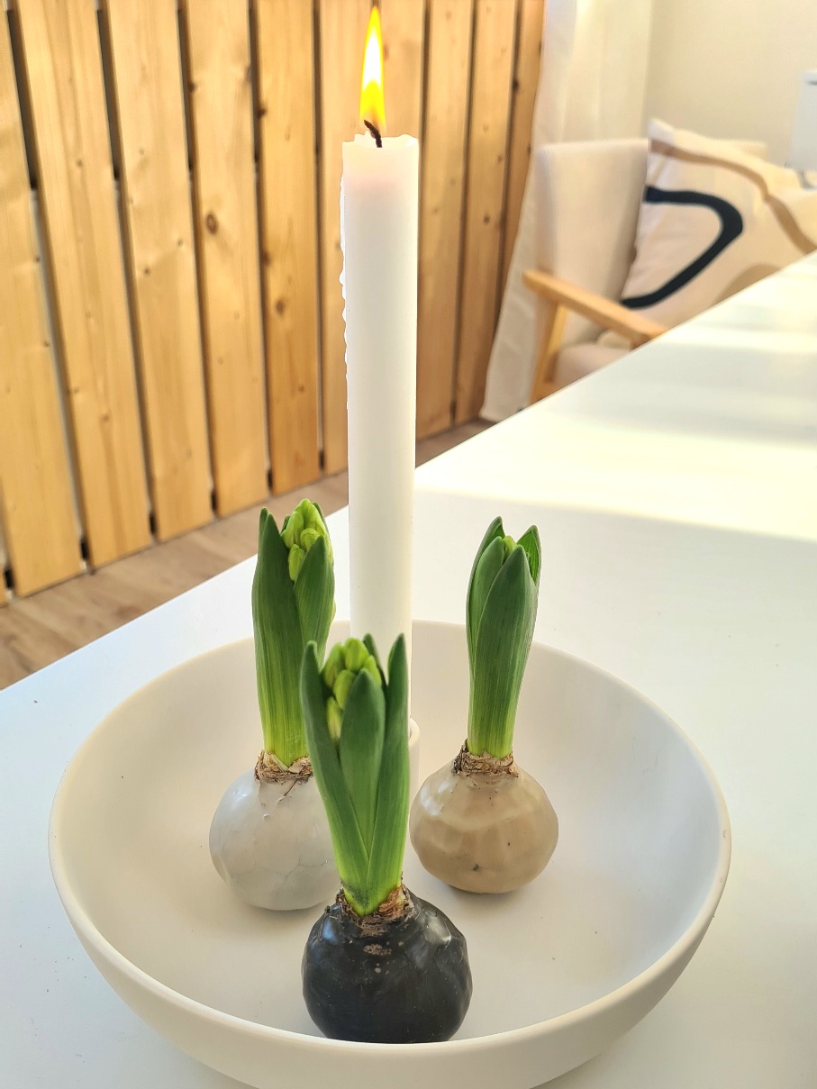blumigo-hyazinthenknollen-gewachst-3er-set-naturt-ne image 2