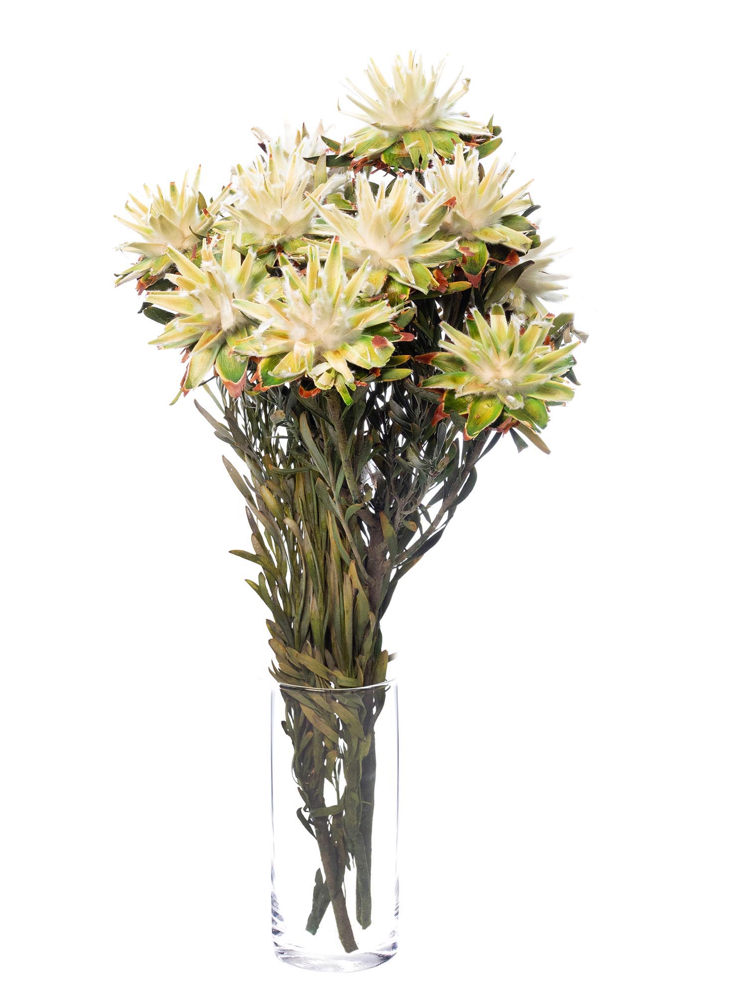 blumigo-leucospermum-plumosum-konserviert-limettengr-n-creme image 3