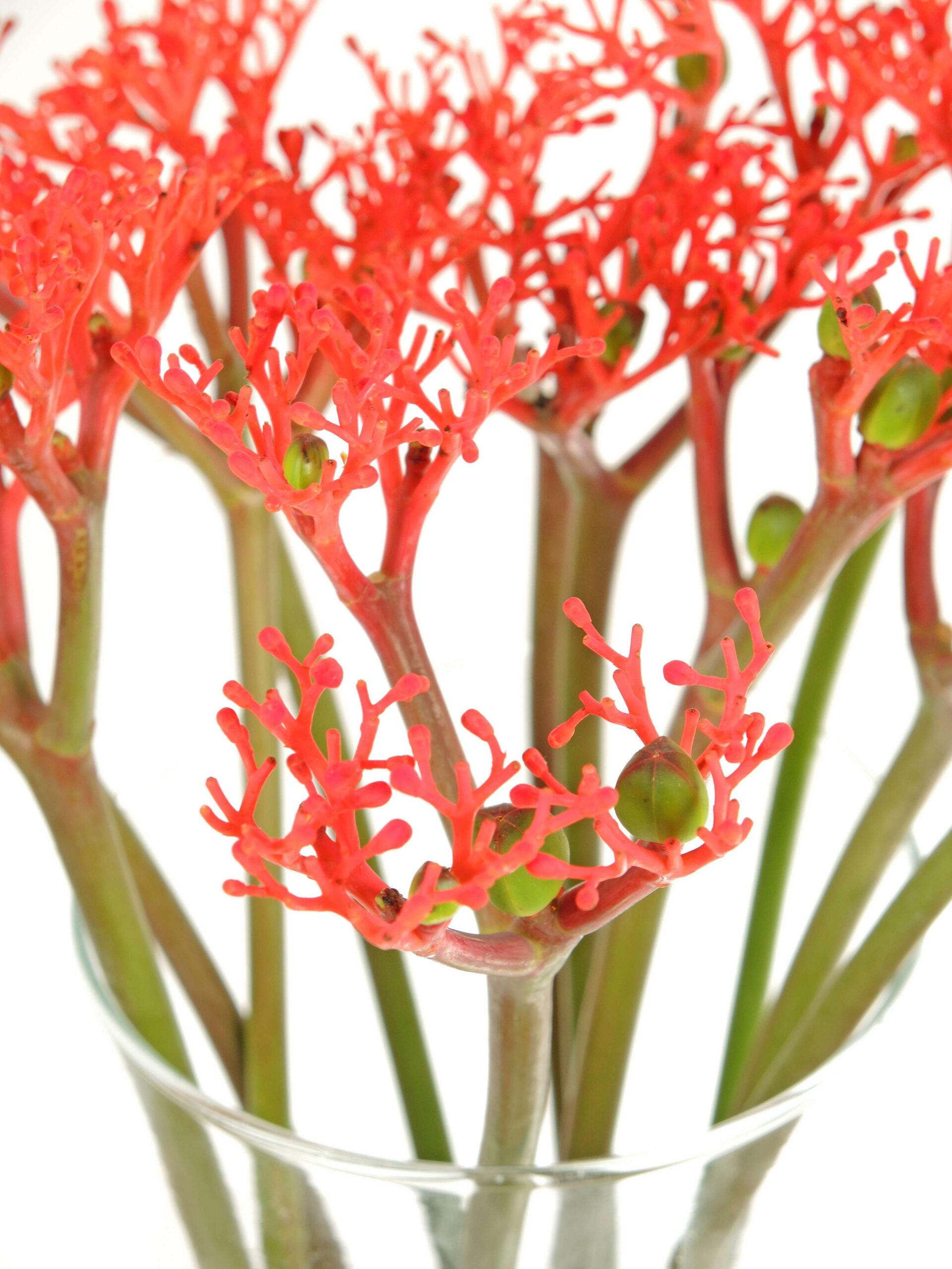 blumigo-jatropha-firecracker-bindegr-n-rot-1-stiel image 2