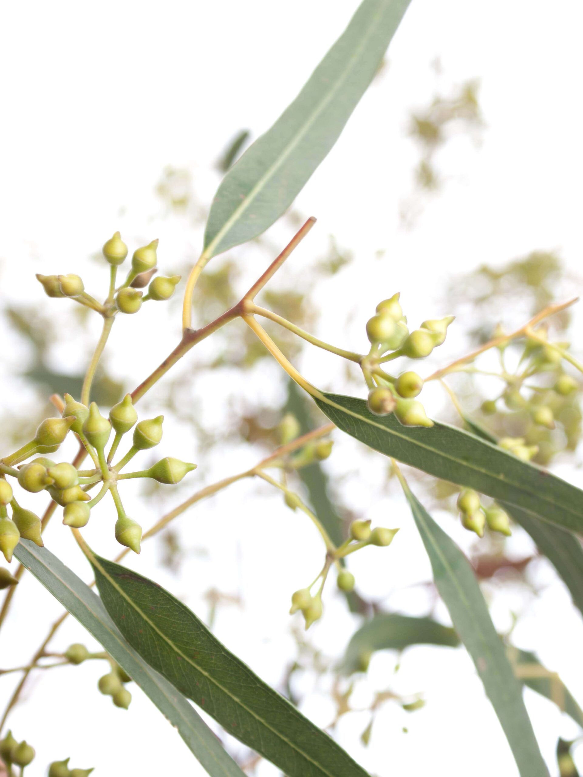 blumigo-eukalyptus-exotica-bund-gr-n-mit-fruchtstand image 1