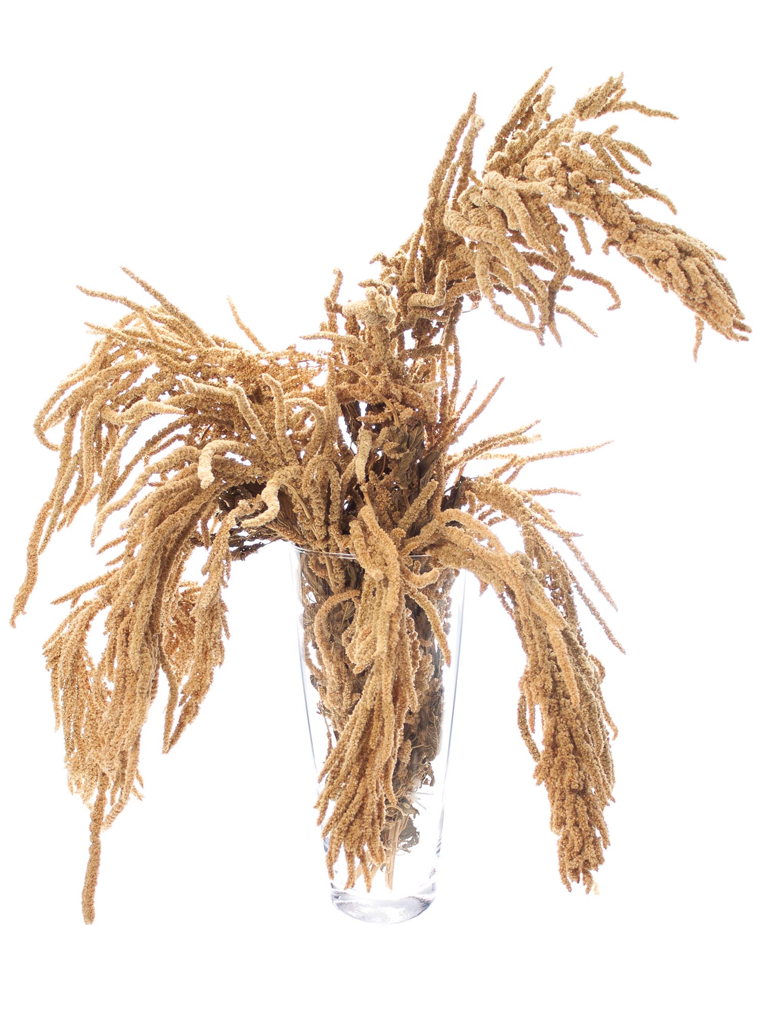 blumigo-trockenblumen-amaranthus-getrocknet-natur-trockenblume-bund image 2