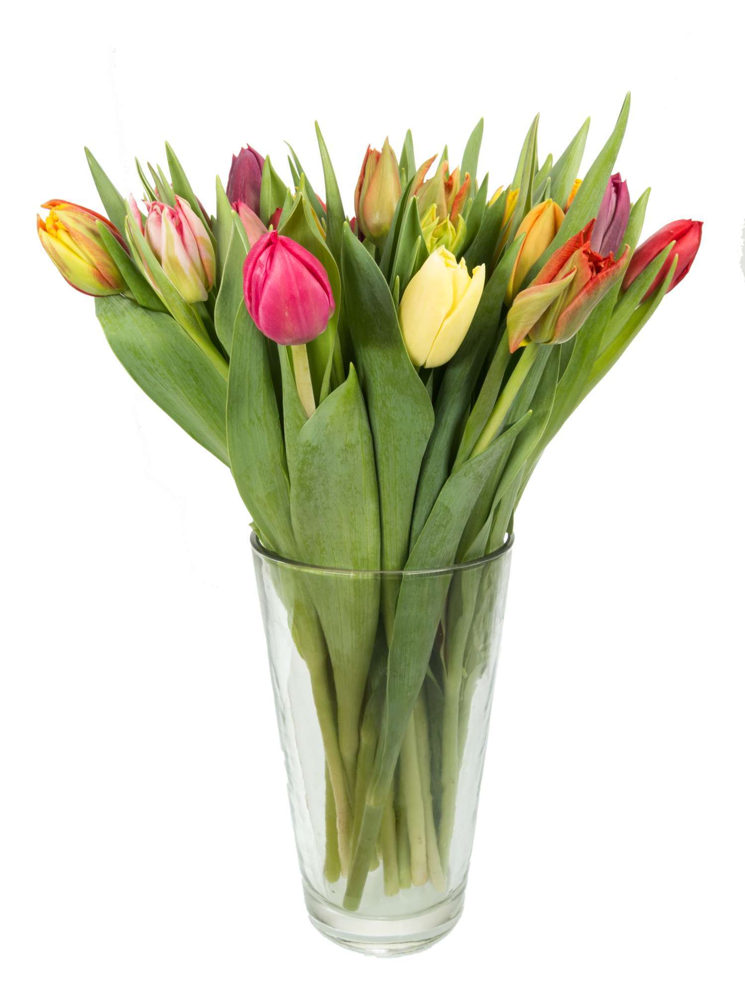 blumigo-tulpen-doppelte-premium-mischung-schnittblume image 2