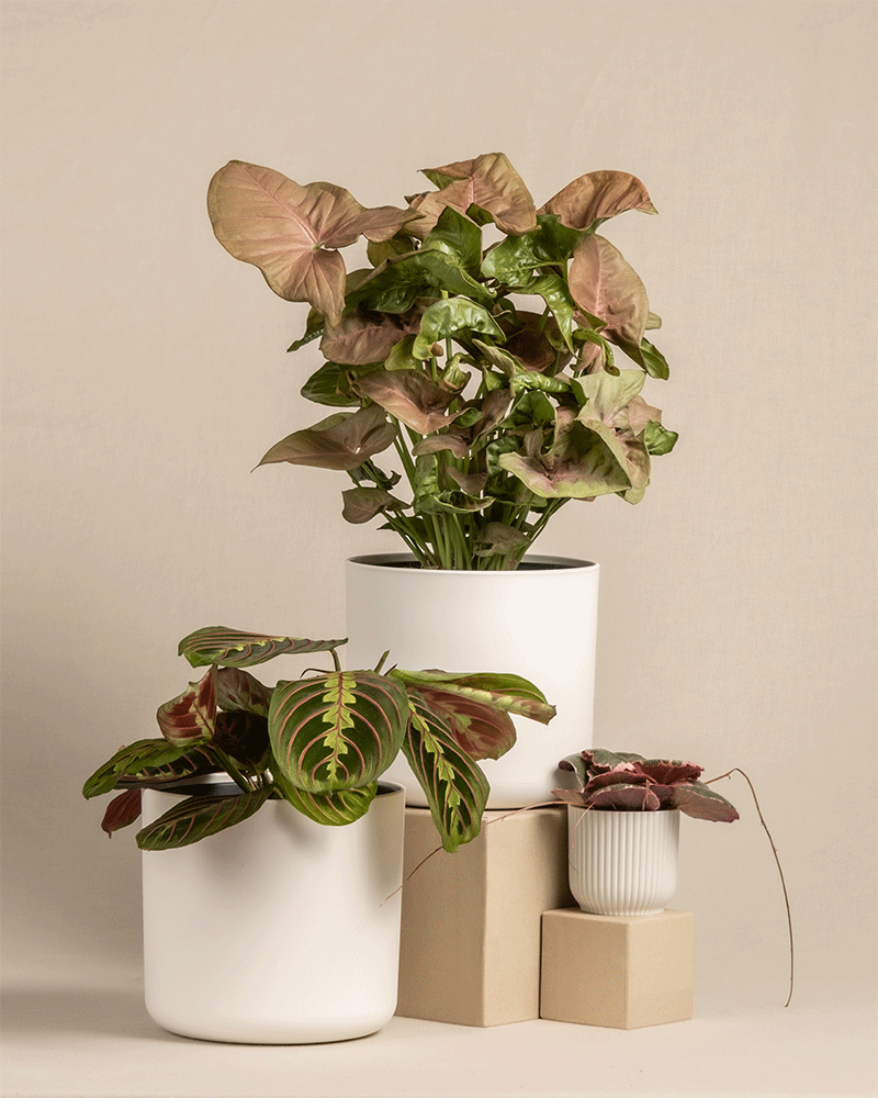 feey-pflanzen-trio-maranta-syngonium-saxifraga-ohne-topf image 7