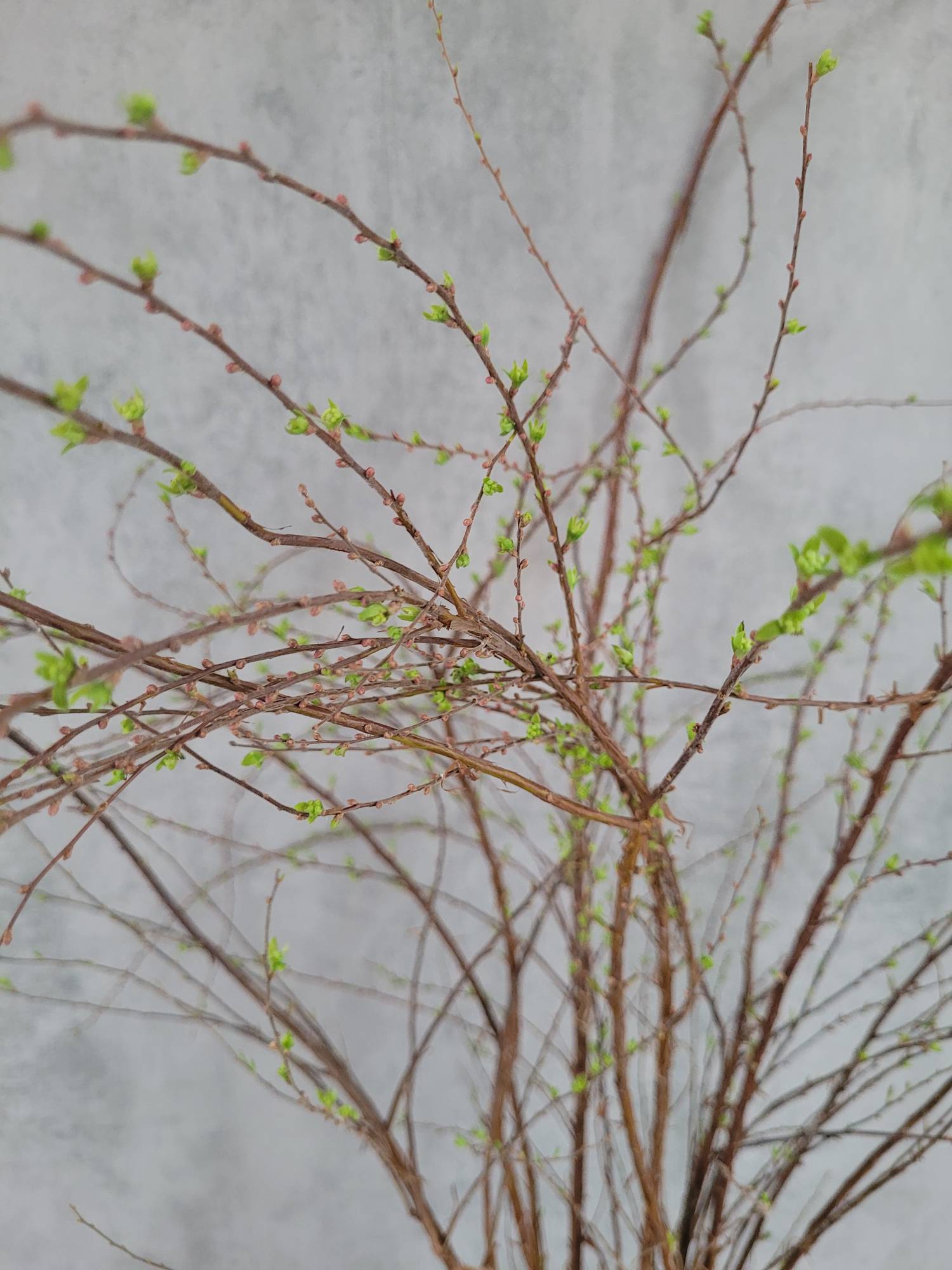 blumigo-blattwerk-spirea-snowmound-schnittgr-n-gr-n-bindegr-n-frisch image 1
