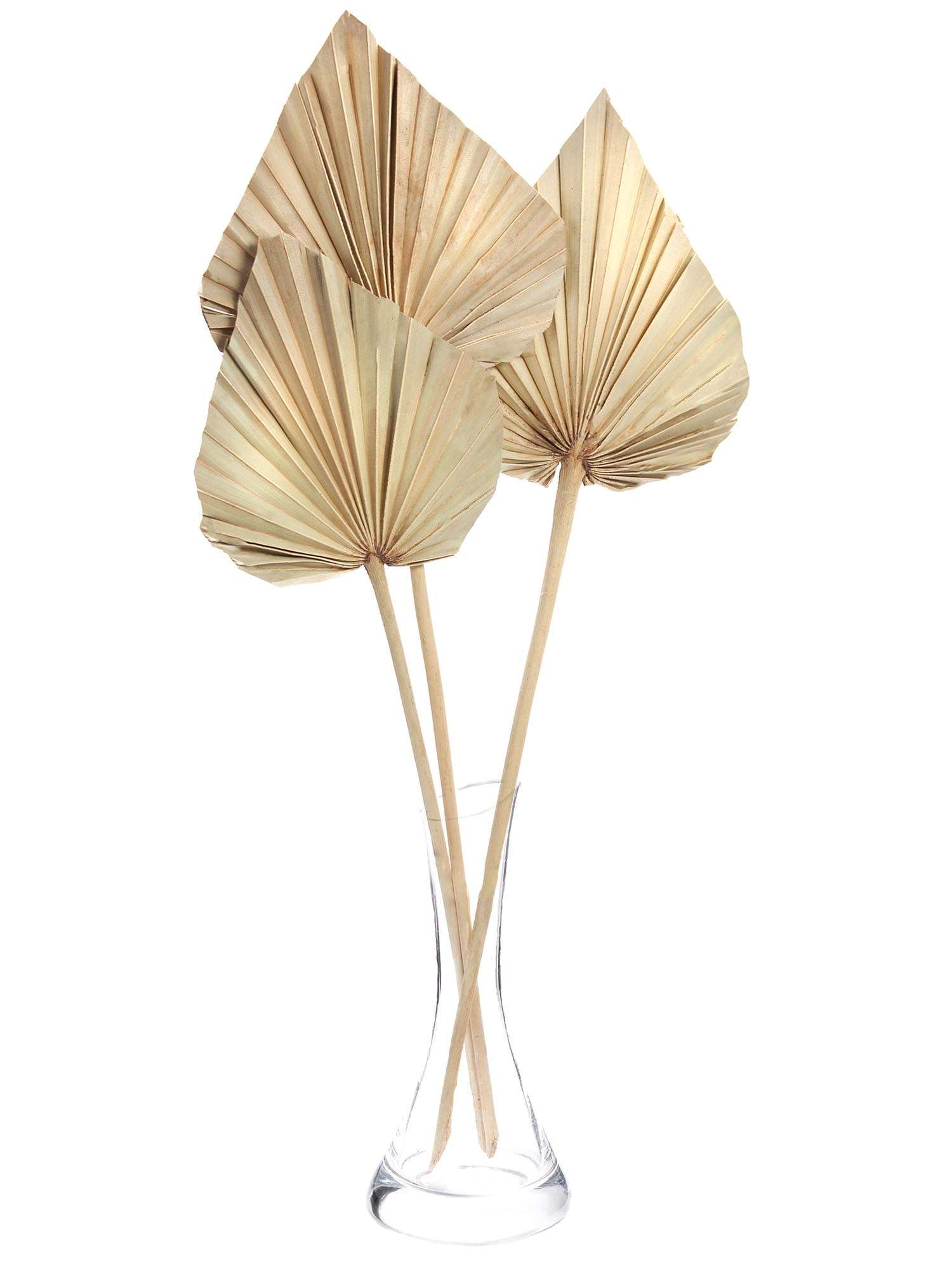 blumigo-palm-spear-trockenblume-natur-einzelstiel image 3