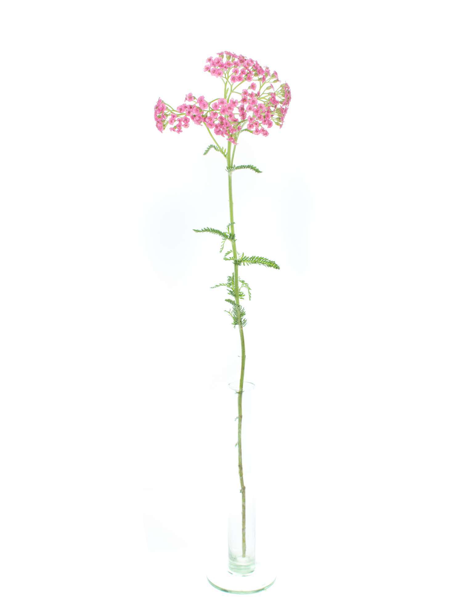 blumigo-achillea-schafgarbe-schnittblume-pink-st-ck image 3