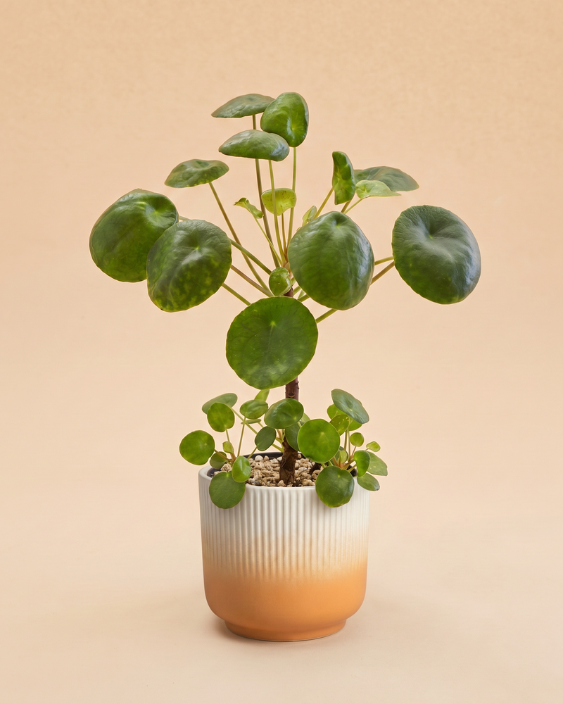 feey-variado-ufopflanze-pilea-zimmerpflanze-tierfreundlich image 7