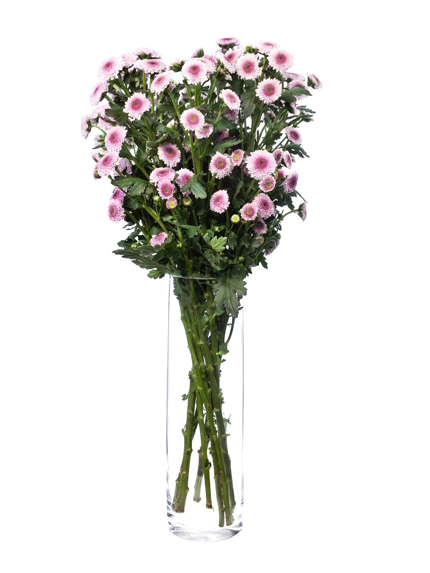 blumigo-chrysanthemen-santinis-sweethearts-schnittblumen-rosa-pink image 2