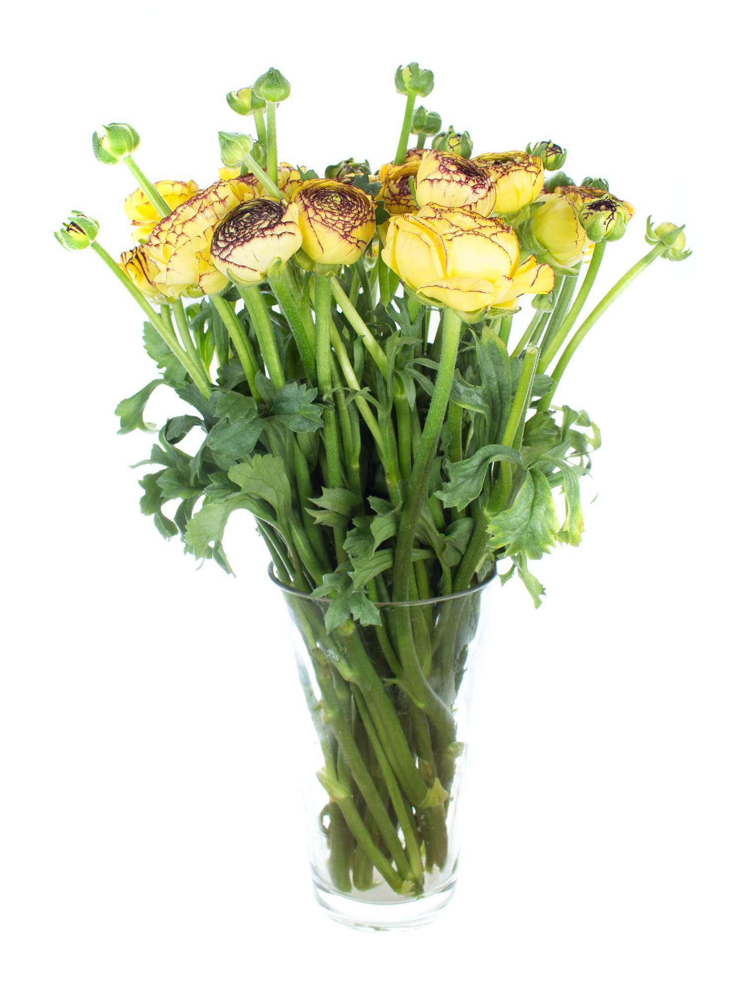 blumigo-ranunkeln-geel-stripe-schnittblume-gelb-einzelstiel image 2
