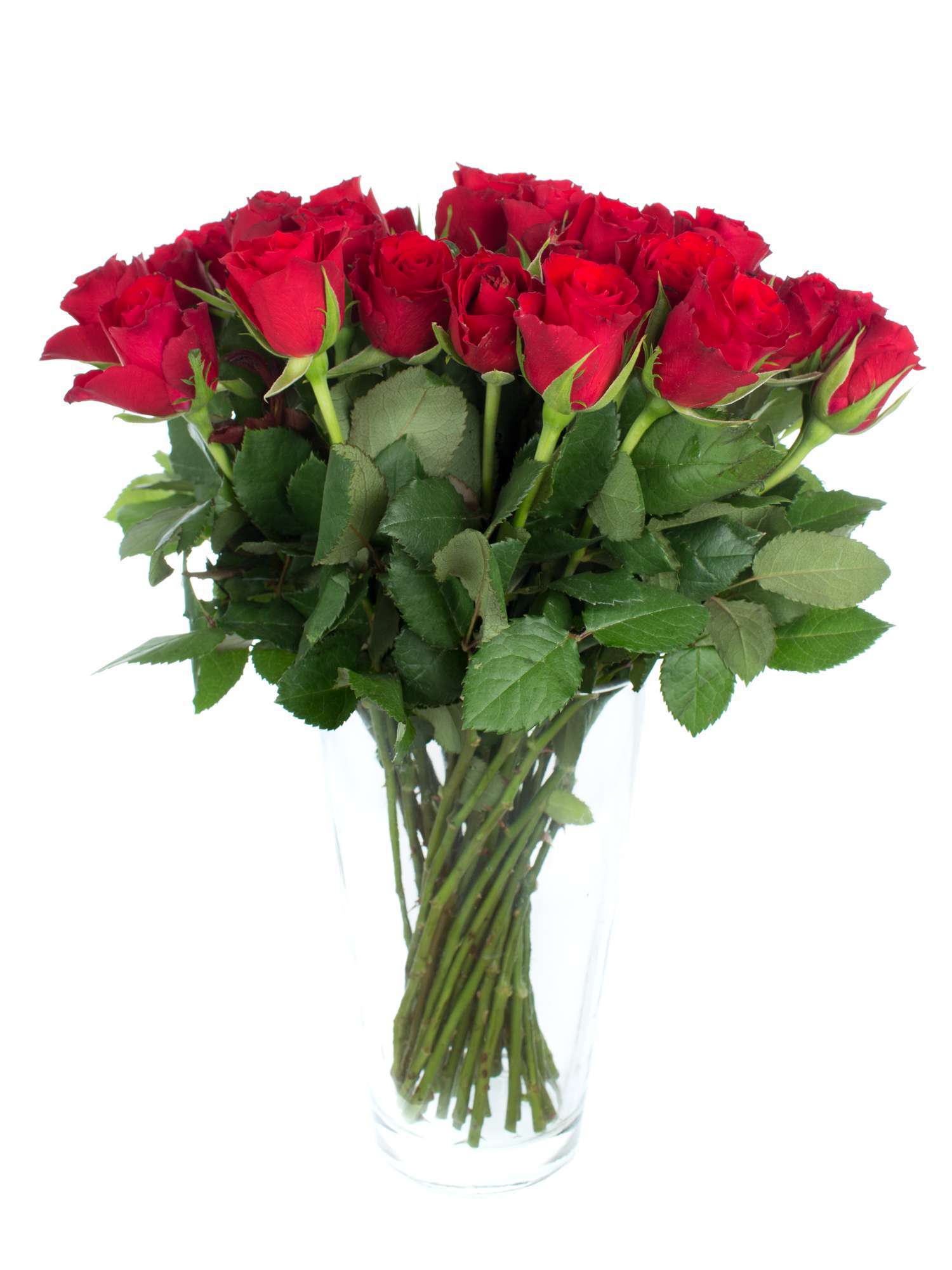 blumigo-rosen-red-calypso-schnittblumen-rot image 2