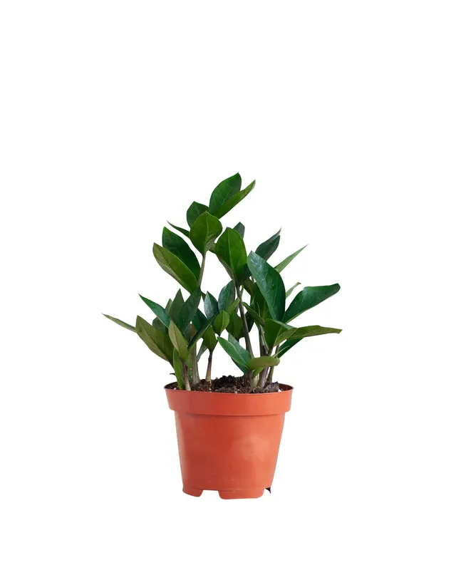 plnts-rareplnts-zamioculcas-zamiifolia-zimmerpflanze-35-cm-gl-cksfeder image 1