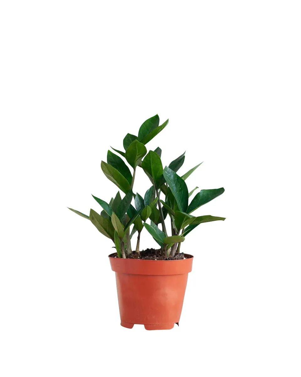 plnts-rareplnts-zamioculcas-zamiifolia-zimmerpflanze-35-cm-gl-cksfeder image 1