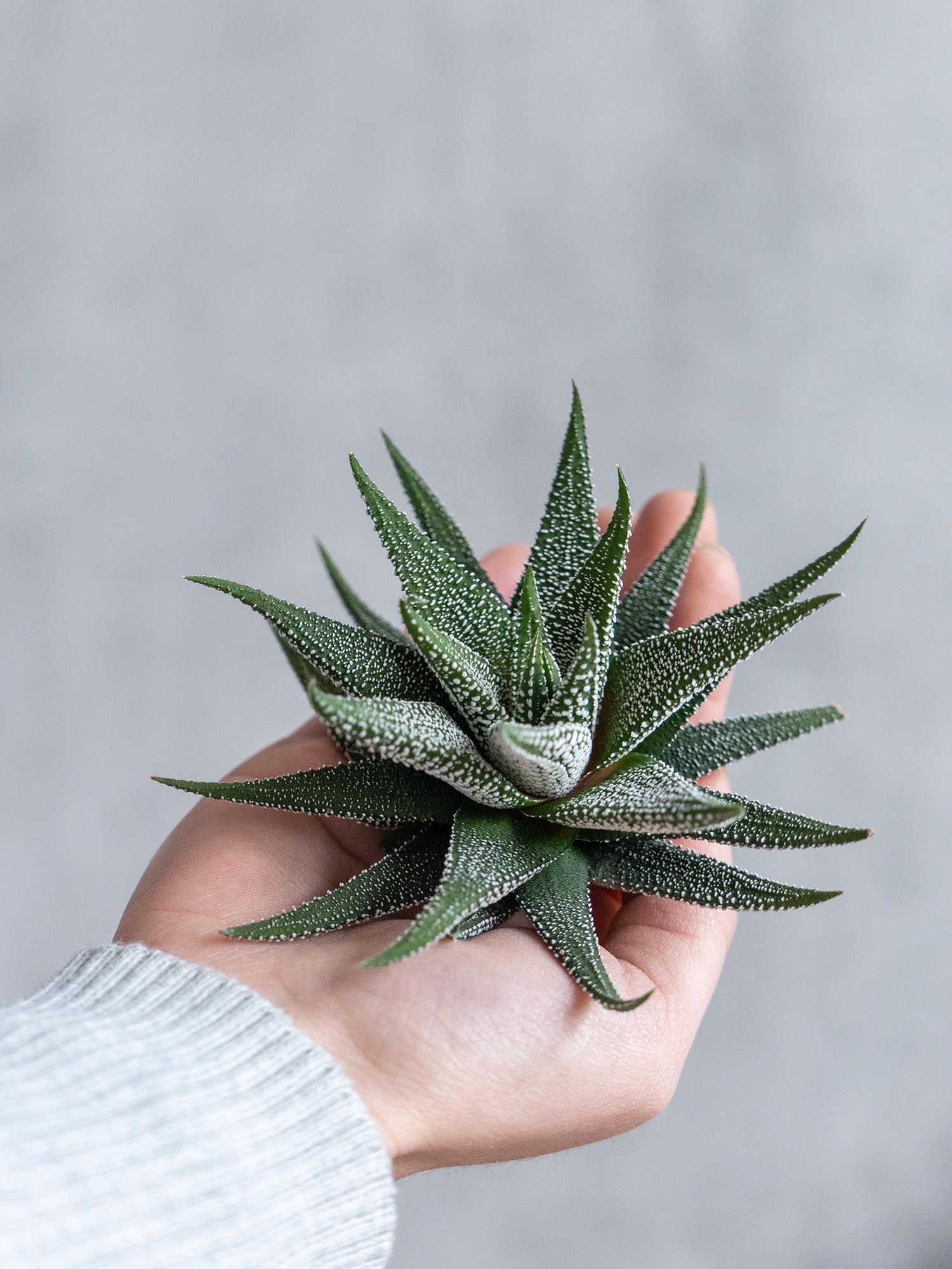 blumigo-haworthia-fasciata-concolor-sukkulente-gr-n-wei-topfpflanze image 8