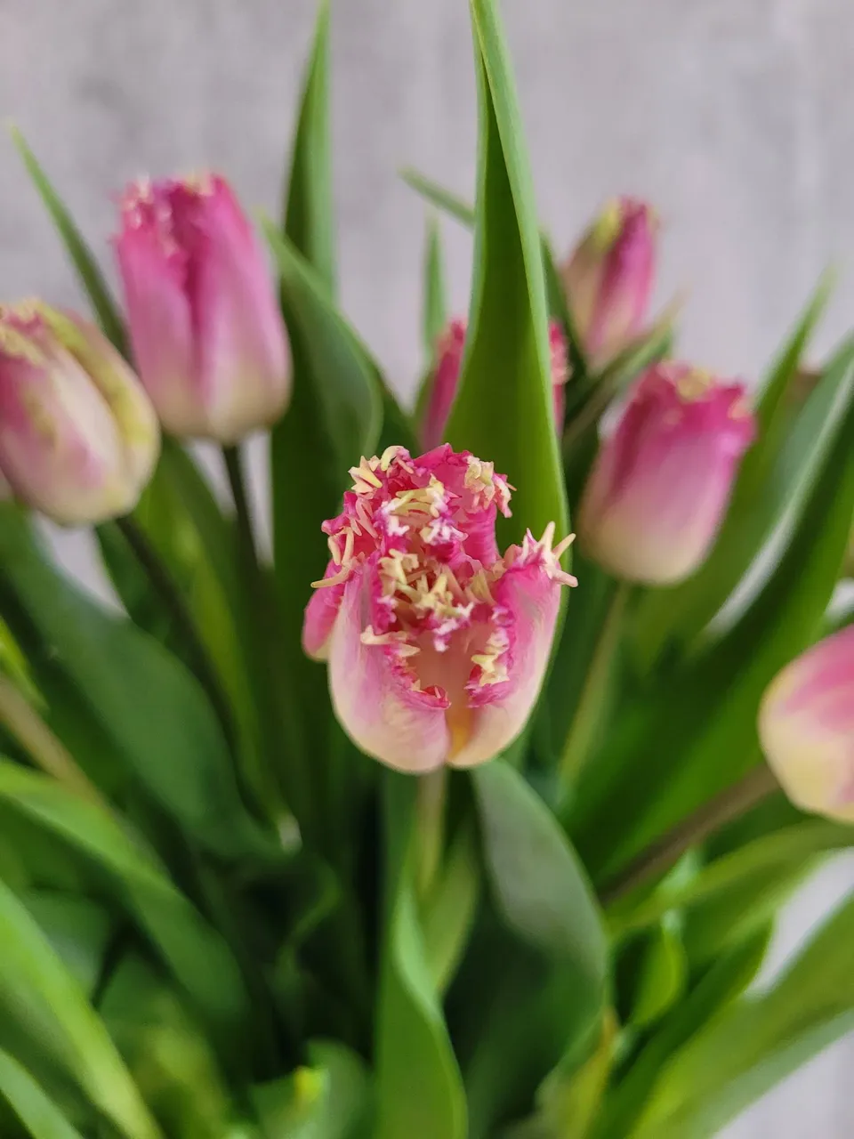 blumigo-tulpen-gefranst-katie-melua-schnittblumen-pink-wei-frisch image 1