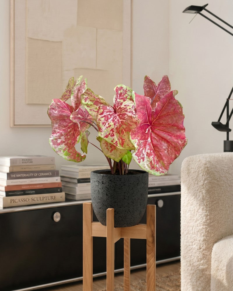 feey-variado-caladium-raspberry-moon-zimmerpflanze-gross image 2