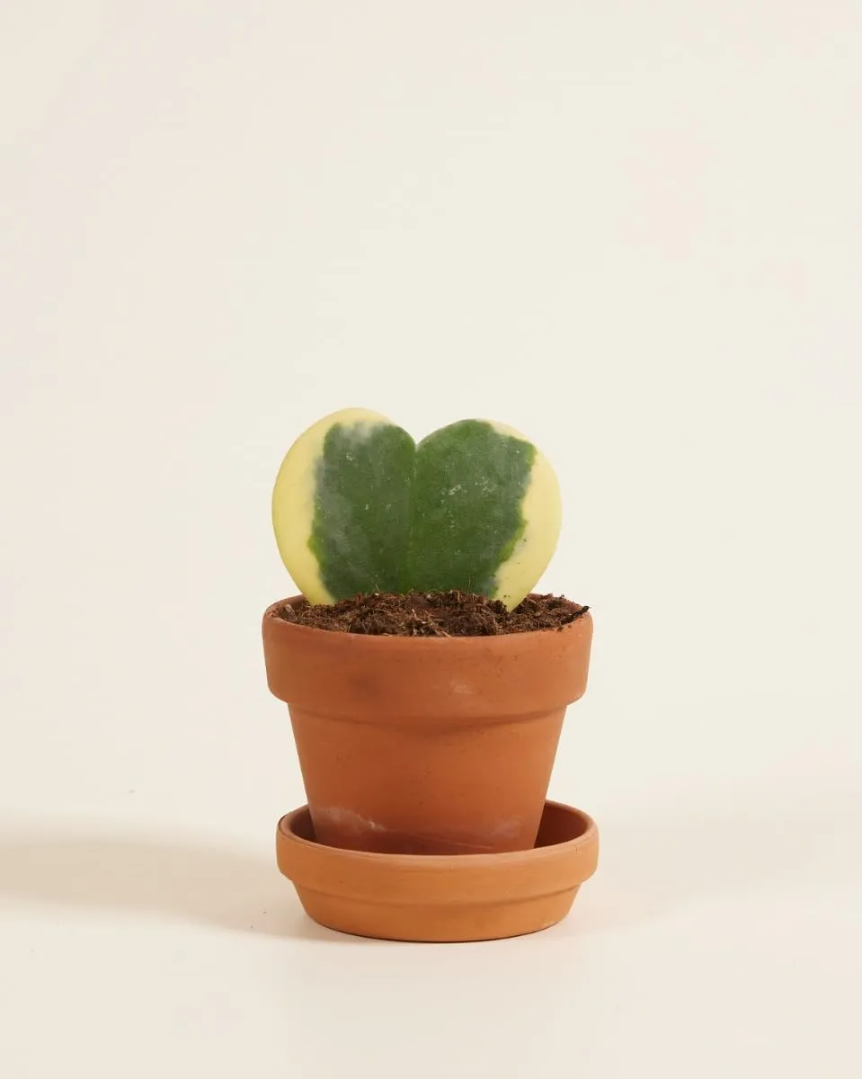 plnts-babyplnts-hoya-kerrii-albomarginata-zimmerpflanze-6cm image 1