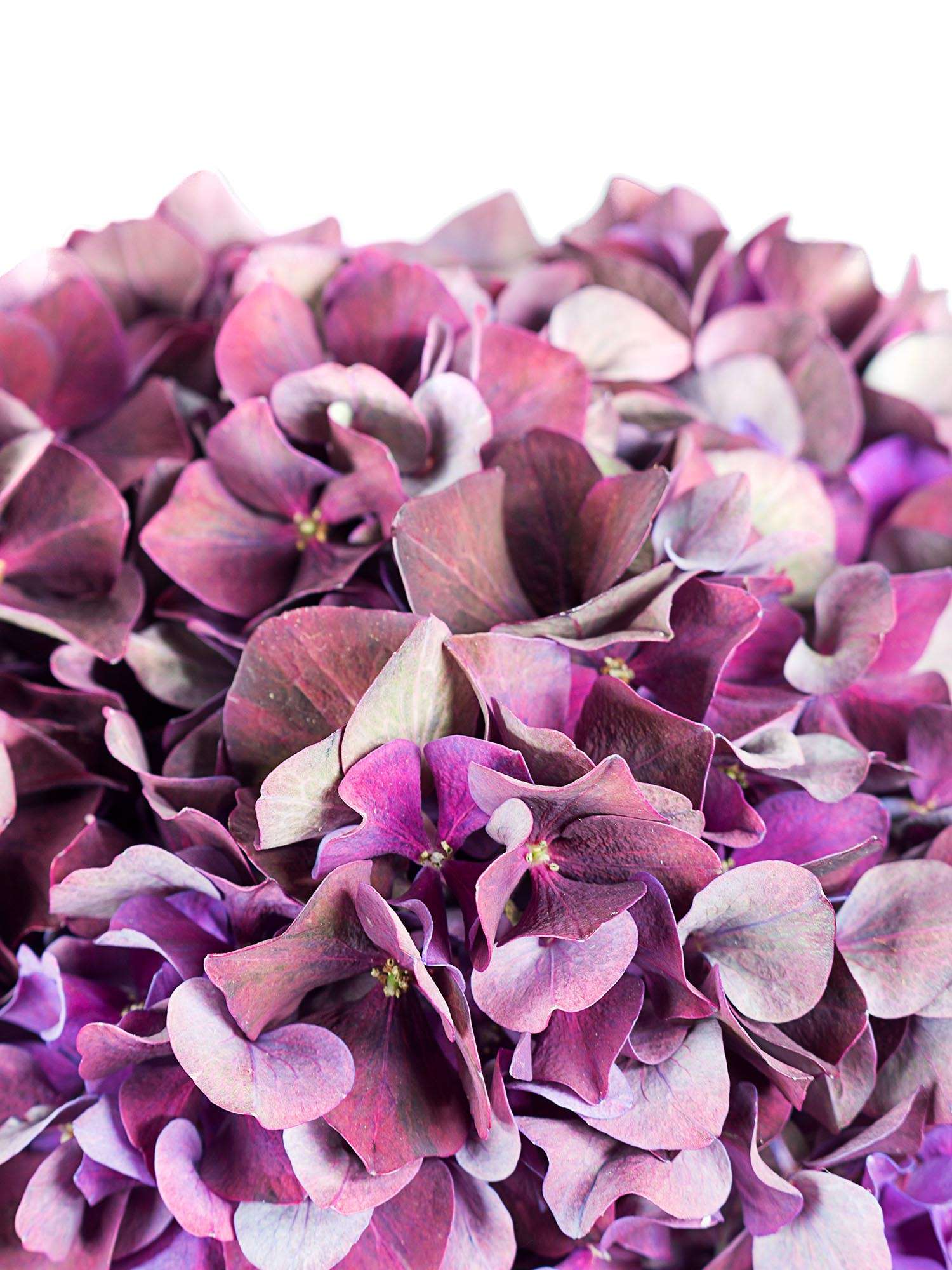 blumigo-hortensien-magical-ruby-red-classic-schnittblume-dunkel-aubergine image 3