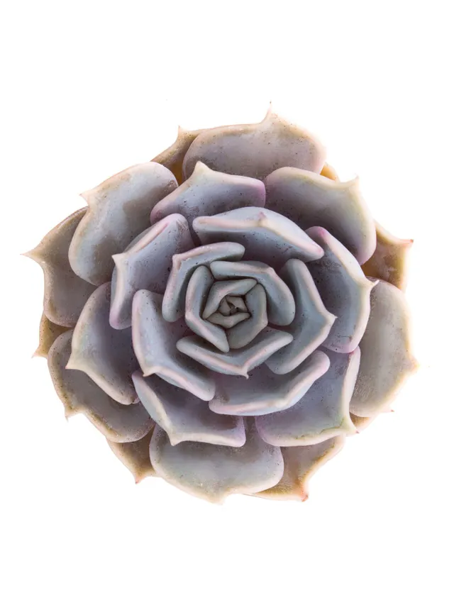 blumigo-blattwerk-und-bindegr-n-echeveria-rinionii-sukkulente-violett image 1