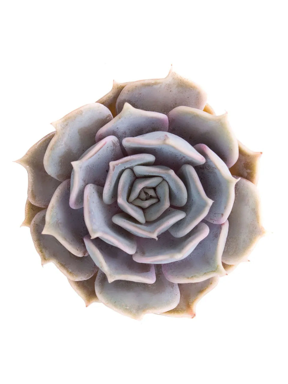 blumigo-blattwerk-und-bindegr-n-echeveria-rinionii-sukkulente-violett image 1
