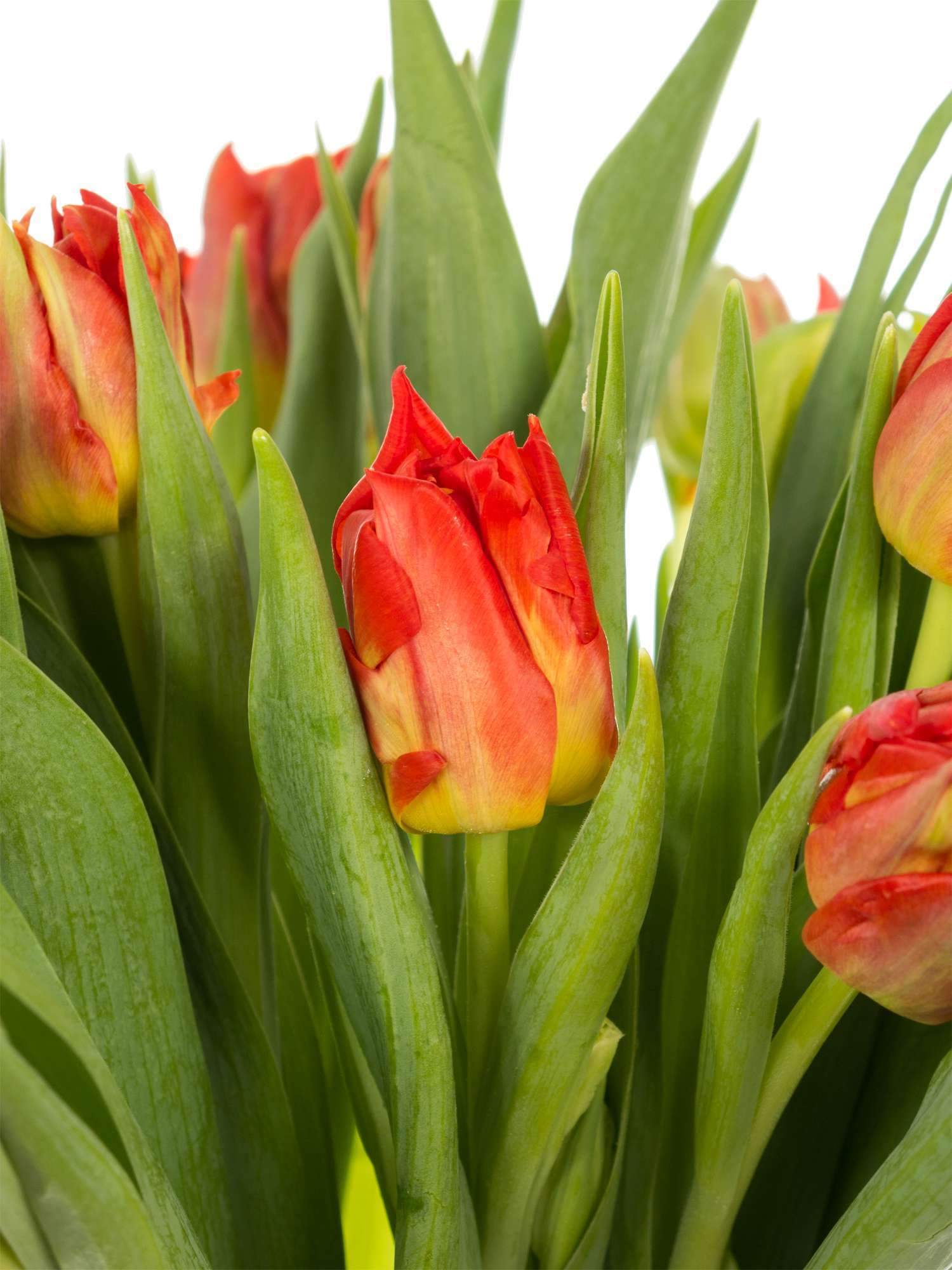 blumigo-tulpen-viking-gef-llte-tulpe-rot-stiel image 1