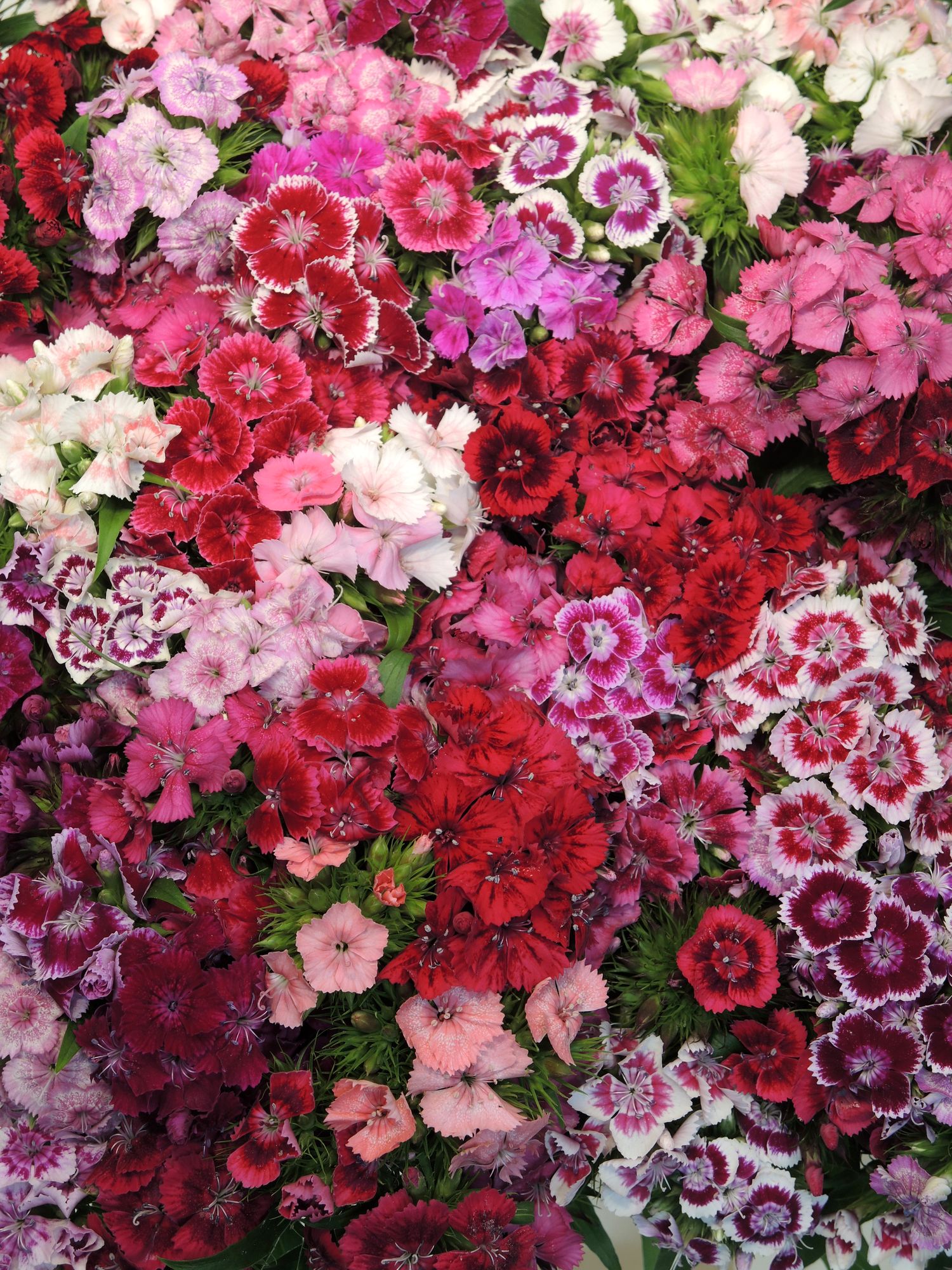 blumigo-bartnelken-bunte-mischung-stauden-f-r-garten-und-beet-mehrj-hrig-duftend image 4