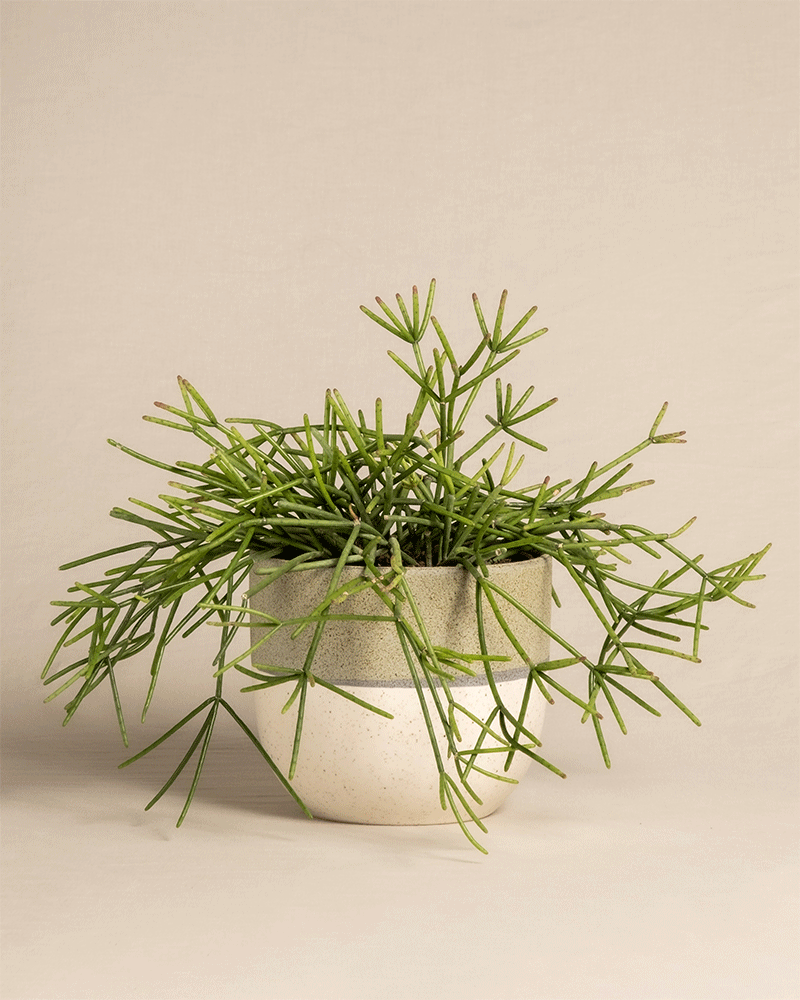 feey-variado-rhipsalis-neves-armondii-zimmerpflanze-ohne-bertopf image 5