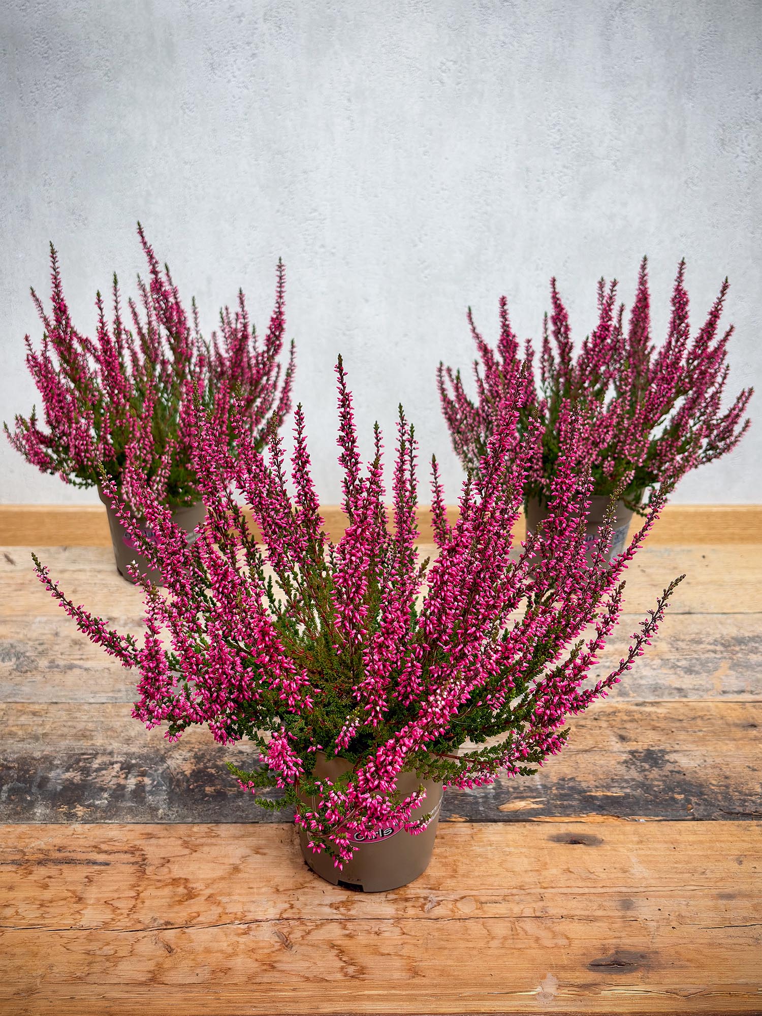 blumigo-herbstdeko-heide-im-topf-topfpflanze-pink image 2