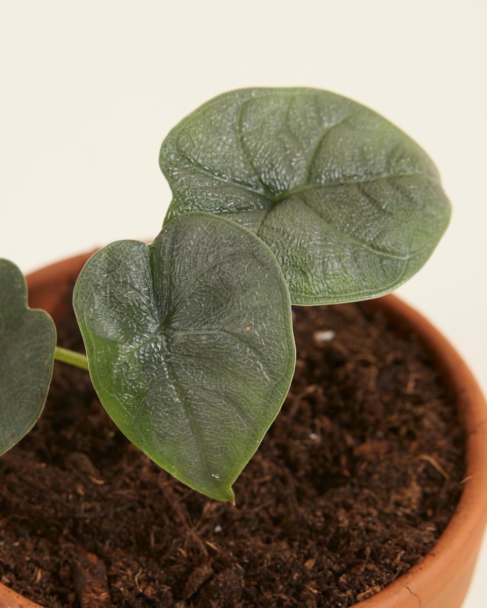 plnts-babyplnts-alocasia-melo-zimmerpflanze-baby-10-cm image 3