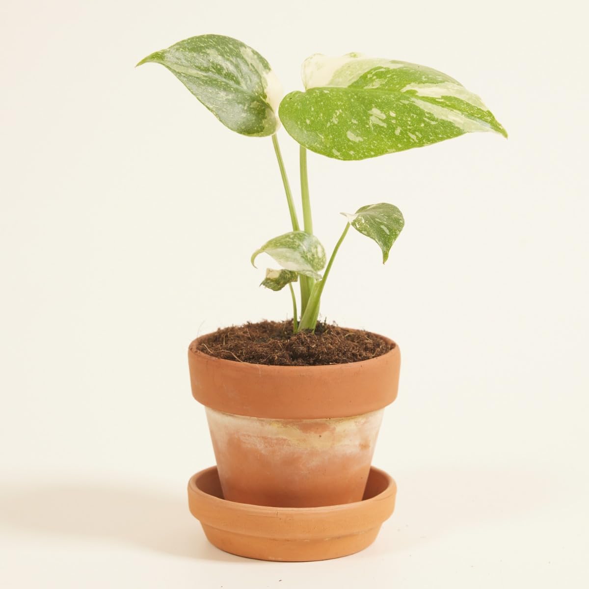 plnts-babyplnts-monstera-thai-constellation-baby-6cm image 6
