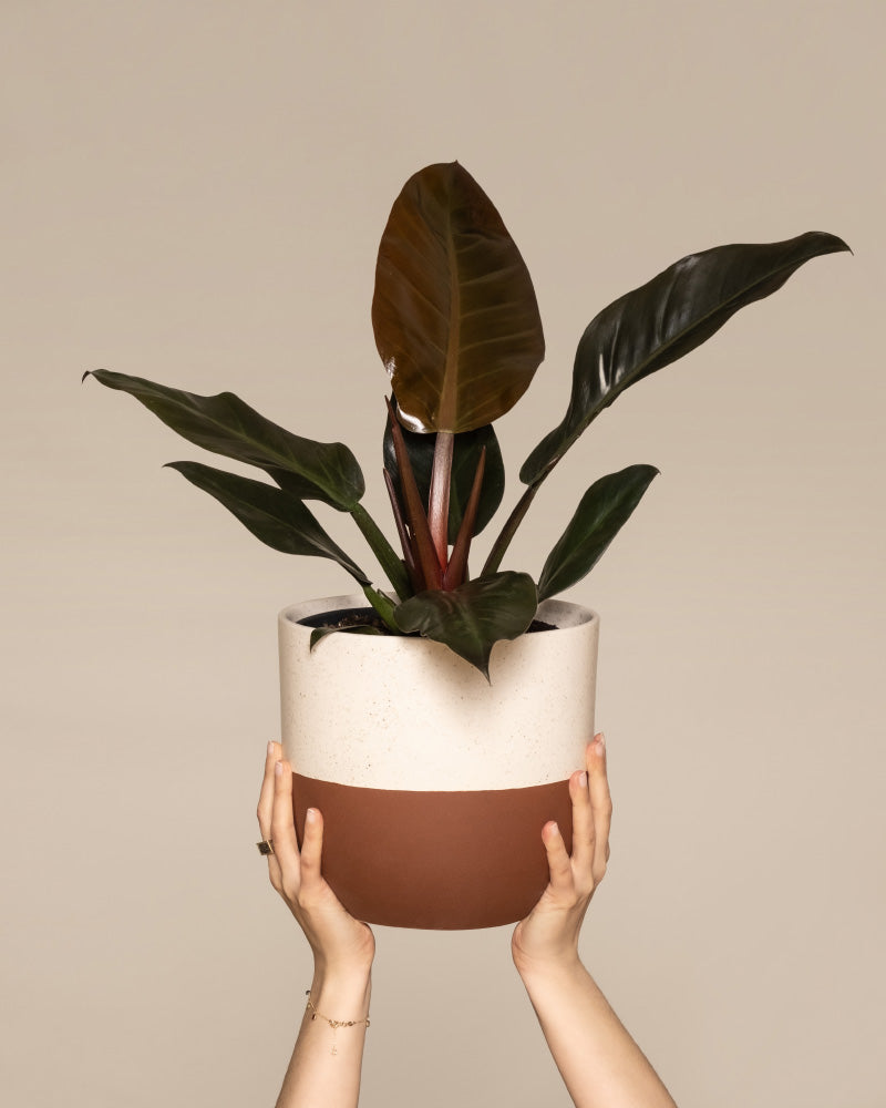 feey-variado-philodendron-imperial-red-zimmerpflanze image 1