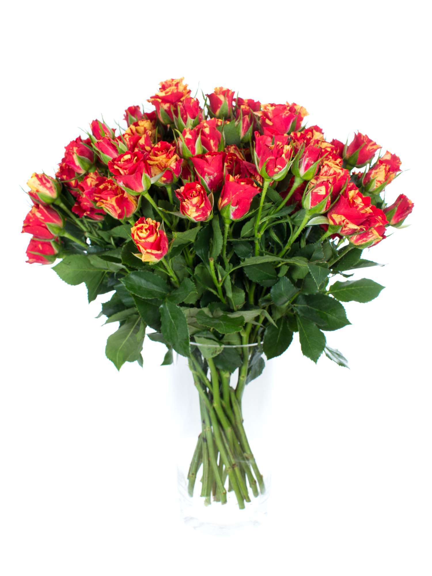 blumigo-rosen-fire-flash-rose-rot-gelb-verzweigt image 2