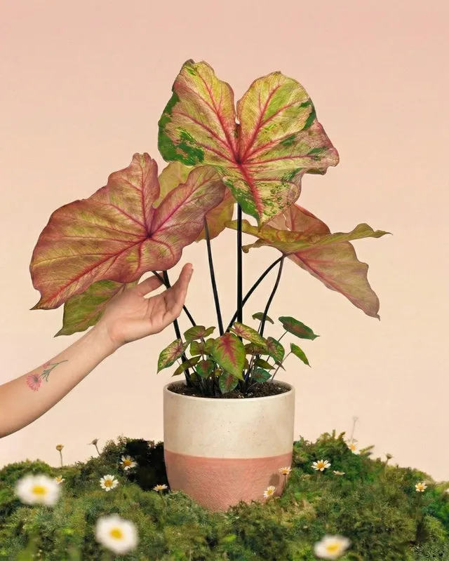 feey-variado-caladium-autumn-beauty-zimmerpflanze-ohne-bertopf image 1