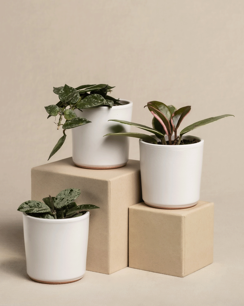 feey-variado-babypflanzen-trio-hoya-wachsblume-3er-set image 6