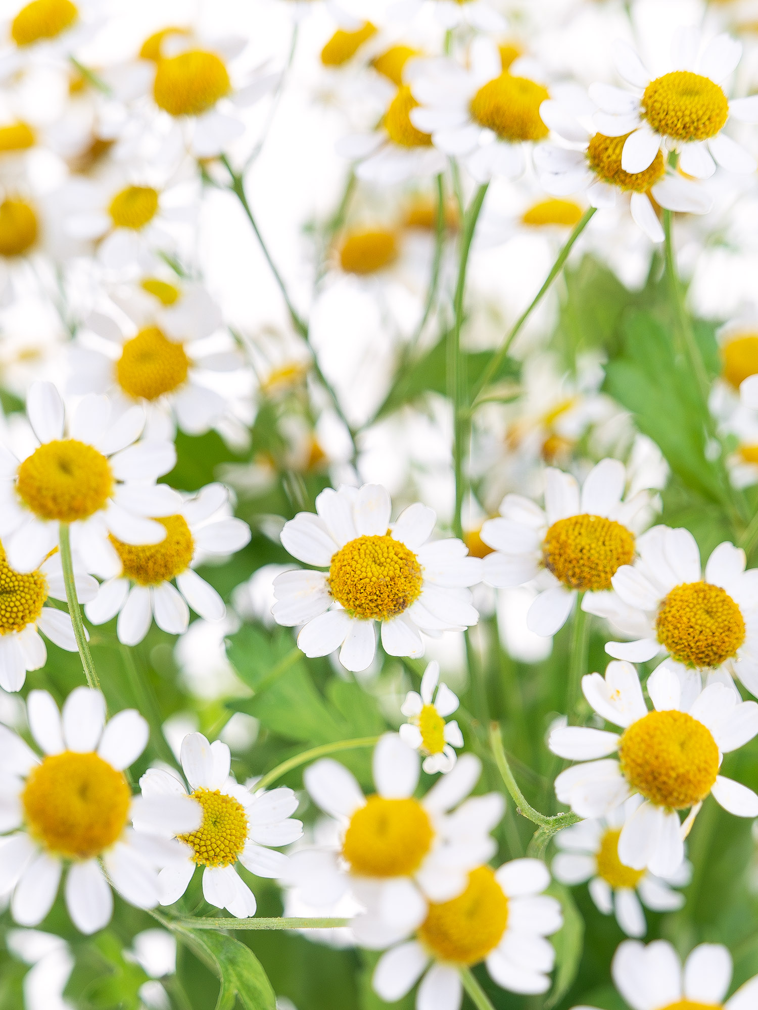 blumigo-blattwerk-kamille-schnittblumen-frischer-bund image 2