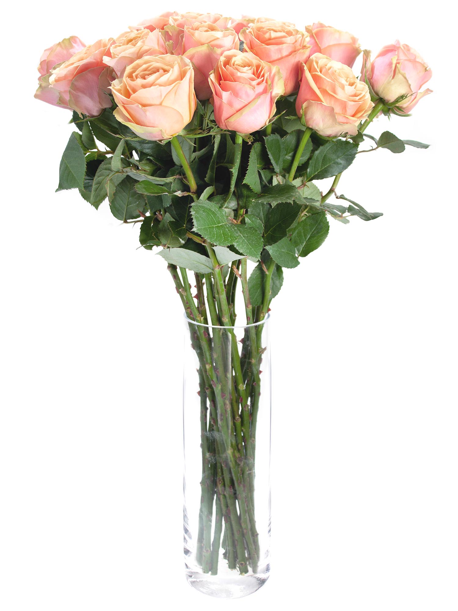 blumigo-rosen-dividend-rose-apricot-rosa-schnittblume image 2
