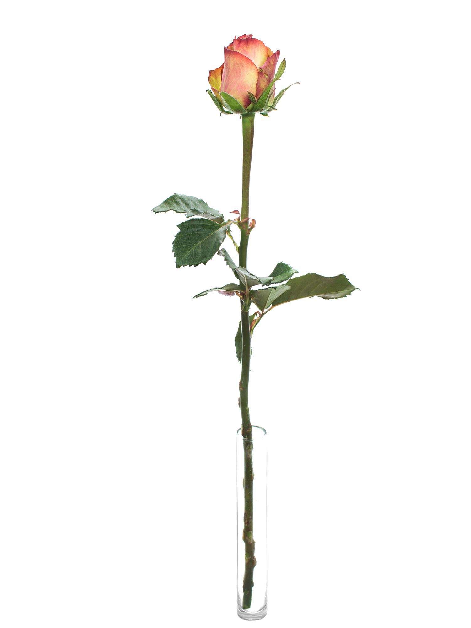 blumigo-rosen-brocante-schnittrosen-creme-rot image 3