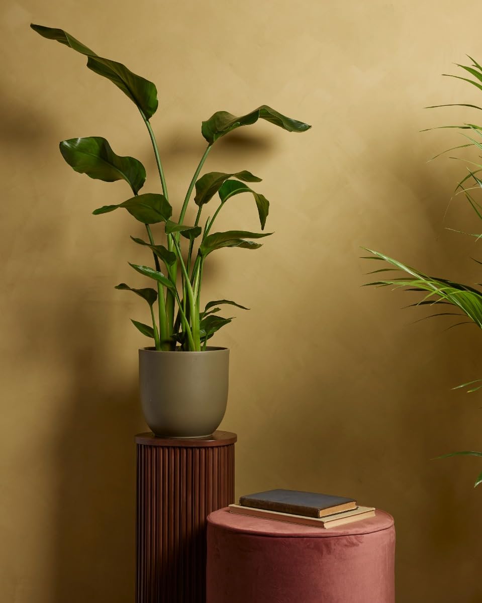 plnts-strelitzia-nicolai-zimmerpflanze-21cm-topf-85cm-gro-e-bl-tter image 5