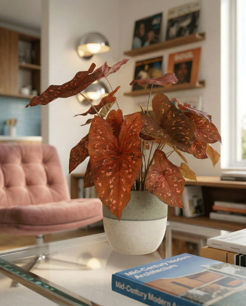 feey-variado-burning-heart-caladium-buntblatt-ohne-topf image 8
