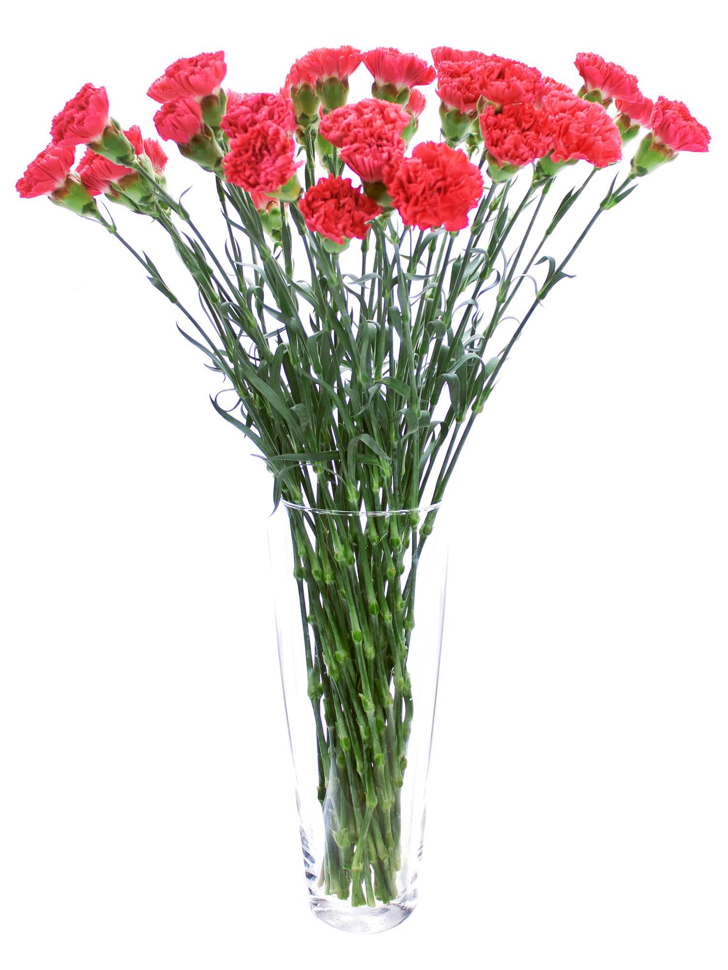 blumigo-nelken-edelnelke-bizet-schnittblume-korall-rot image 3