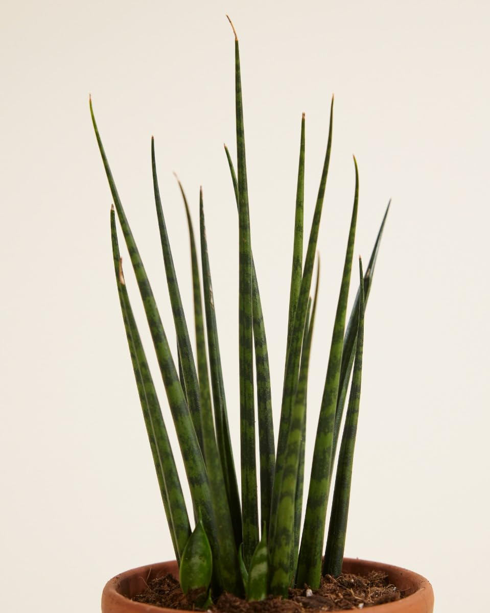 plnts-babyplnts-sansevieria-fernwood-mikado-babypflanze-15-cm image 3
