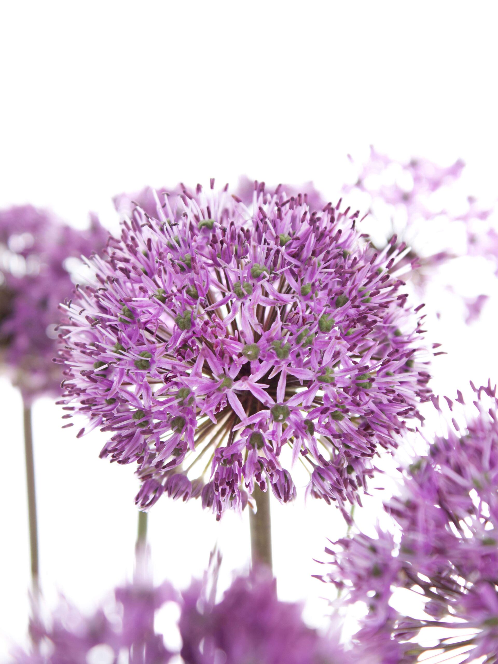 blumigo-fr-hlingsknollen-allium-gladiator-blume-lila image 1