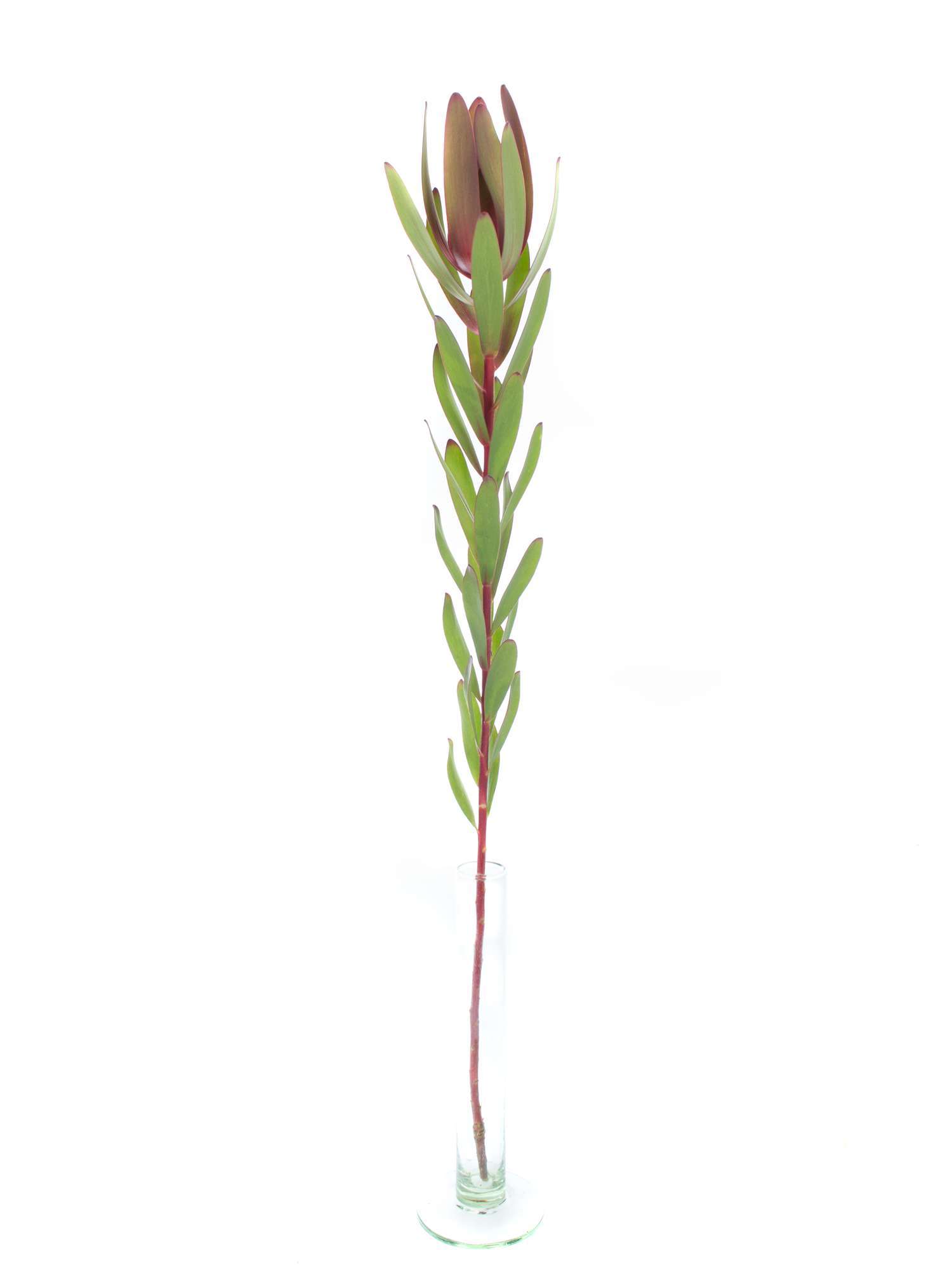 blumigo-proteen-leucadendron-safari-sunset-rot-gr-n-exotisch image 3
