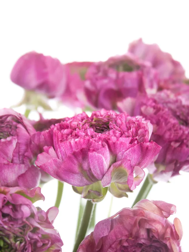 blumigo-ranunkeln-ponpon-malva-xl-schnittblume-pink-gr-n image 1